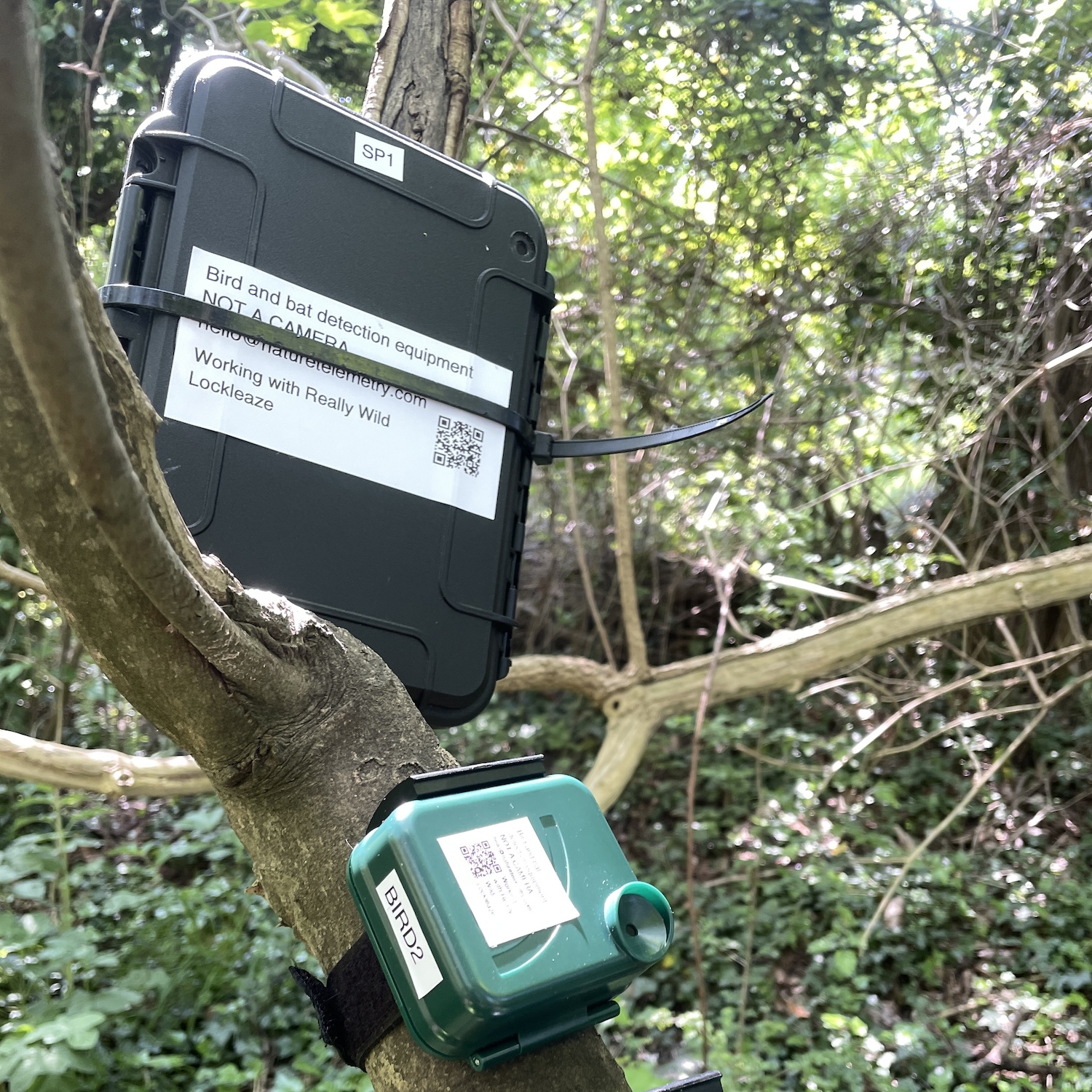 A LoraWAN 'edge' 'AI' (i.e. machine learning) device that listens for birds